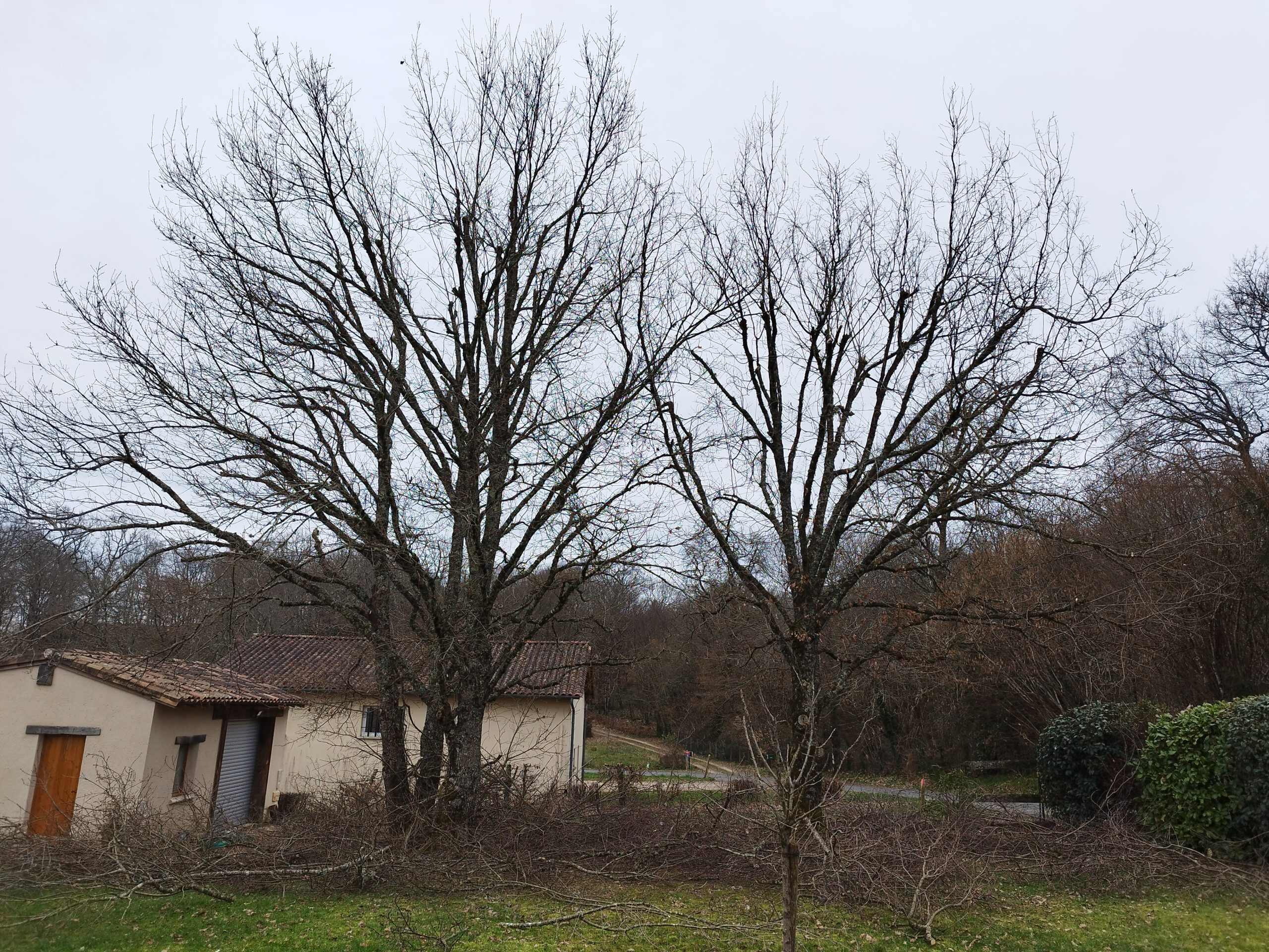 Élagage d 'un Chêne sur Vergt