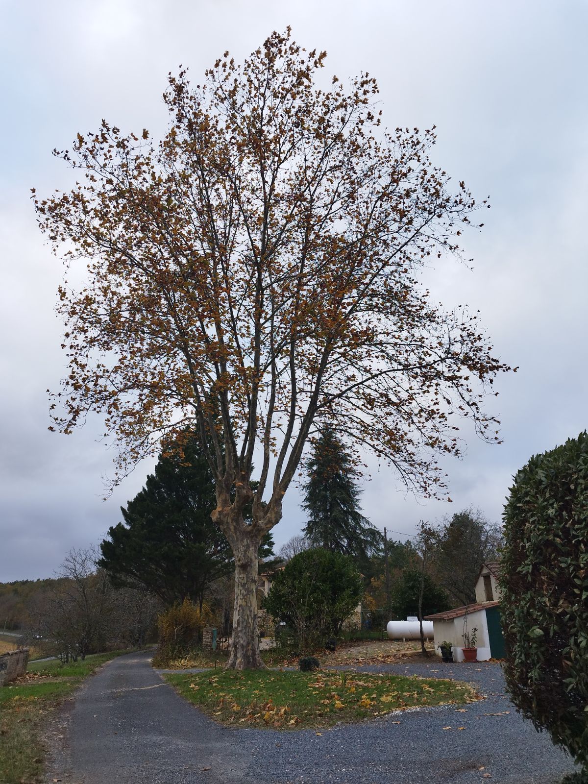 Réduction du Houppier